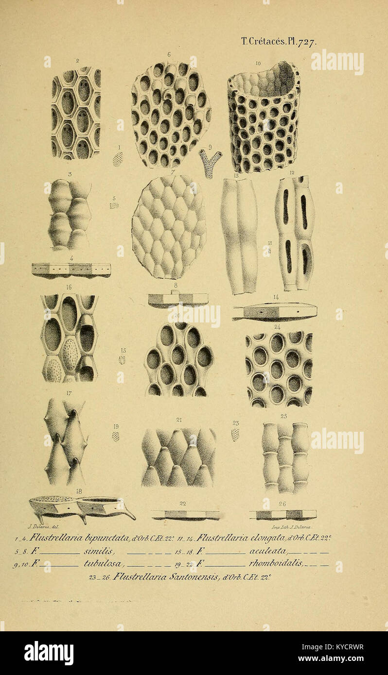„Paléontologie francaise“ bietet detaillierte Monografien über französische Fossilien, einschließlich Artenbeschreibungen, stratigraphischer Lage und geologischer Interpretation, was sie zu einem wichtigen Bezugspunkt für das paläontologische Erbe Frankreichs macht. Stockfoto