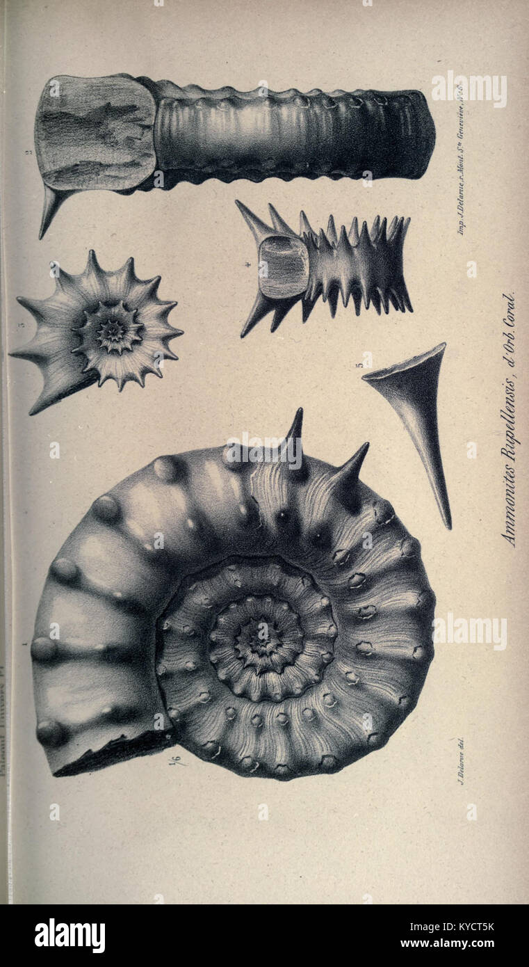 Seite 407 von „Paléontologie francaise“ zeigt detaillierte Illustrationen und Beschreibungen von in Frankreich entdeckten Fossilien, die verschiedene prähistorische Meeres- und Landarten dokumentieren, die für die paläontologische Forschung von Bedeutung sind. Stockfoto