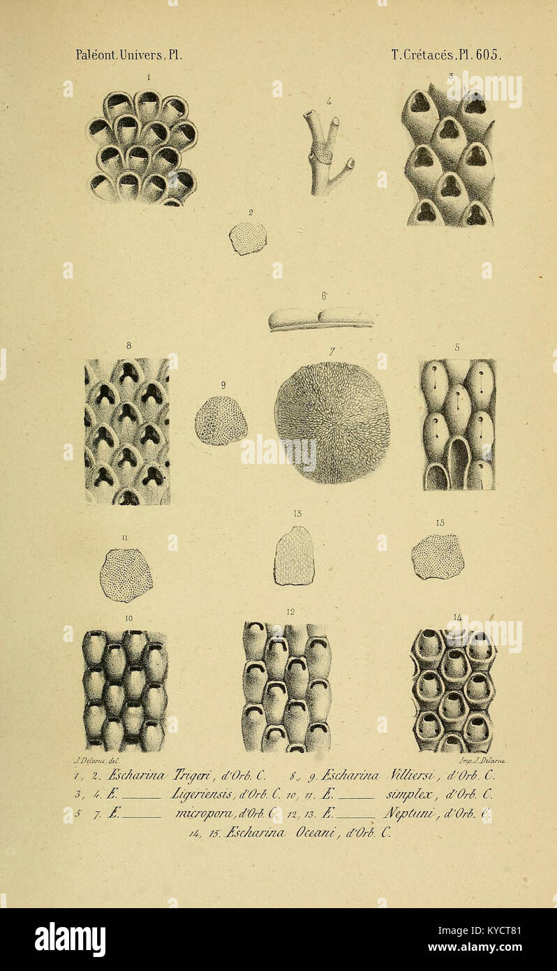 Eine Platte aus der „Paléontologie francaise“ mit Fossilien aus Frankreich, die prähistorische Meereslebewesen dokumentieren und zur paläontologischen Forschung des 19. Jahrhunderts beitragen. Stockfoto