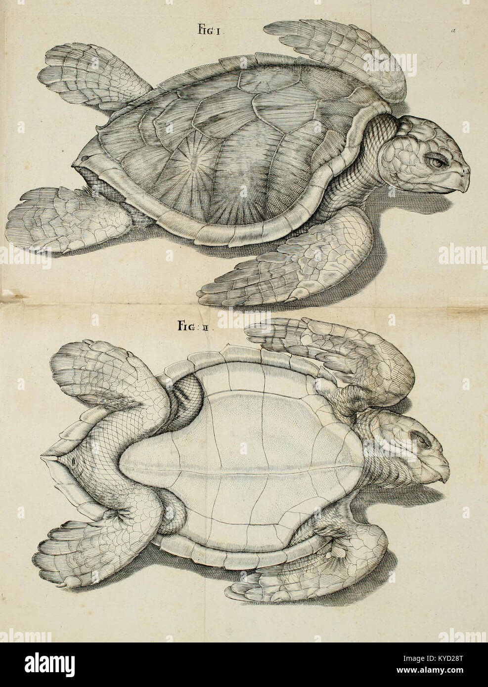 Diese wissenschaftliche Publikation stellt physikalische und anatomische Beobachtungen von Schildkröten vor und beschreibt Aspekte ihrer Skelett- und Muskelstruktur, Physiologie und biologische Anpassungen. Stockfoto