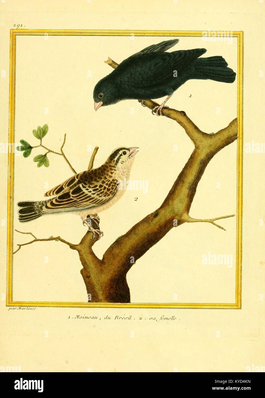 Diese Sammlung von beleuchteten Tafeln aus einem naturgeschichtlichen Buch präsentiert detaillierte Illustrationen von Pflanzen, Tieren und anderen Elementen der Naturwelt, die für wissenschaftliche und visuelle Untersuchungen angeordnet sind. Die Platten demonstrieren das Zusammenspiel von Kunst und Naturgeschichte in Buchform und betonen anatomische Details, botanische Genauigkeit und die dekorative Anziehungskraft beleuchteter Drucke. Schlüsselwörter: Sammlung, beleuchtet, Teller, Naturgeschichte, Buch, Illustrationen, Pflanzen, Tiere, Natur, Wissenschaft, visuell, Studie, anatomisch, botanisch, Genauigkeit, dekorativ, Drucke, Kunst, Geschichte Stockfoto