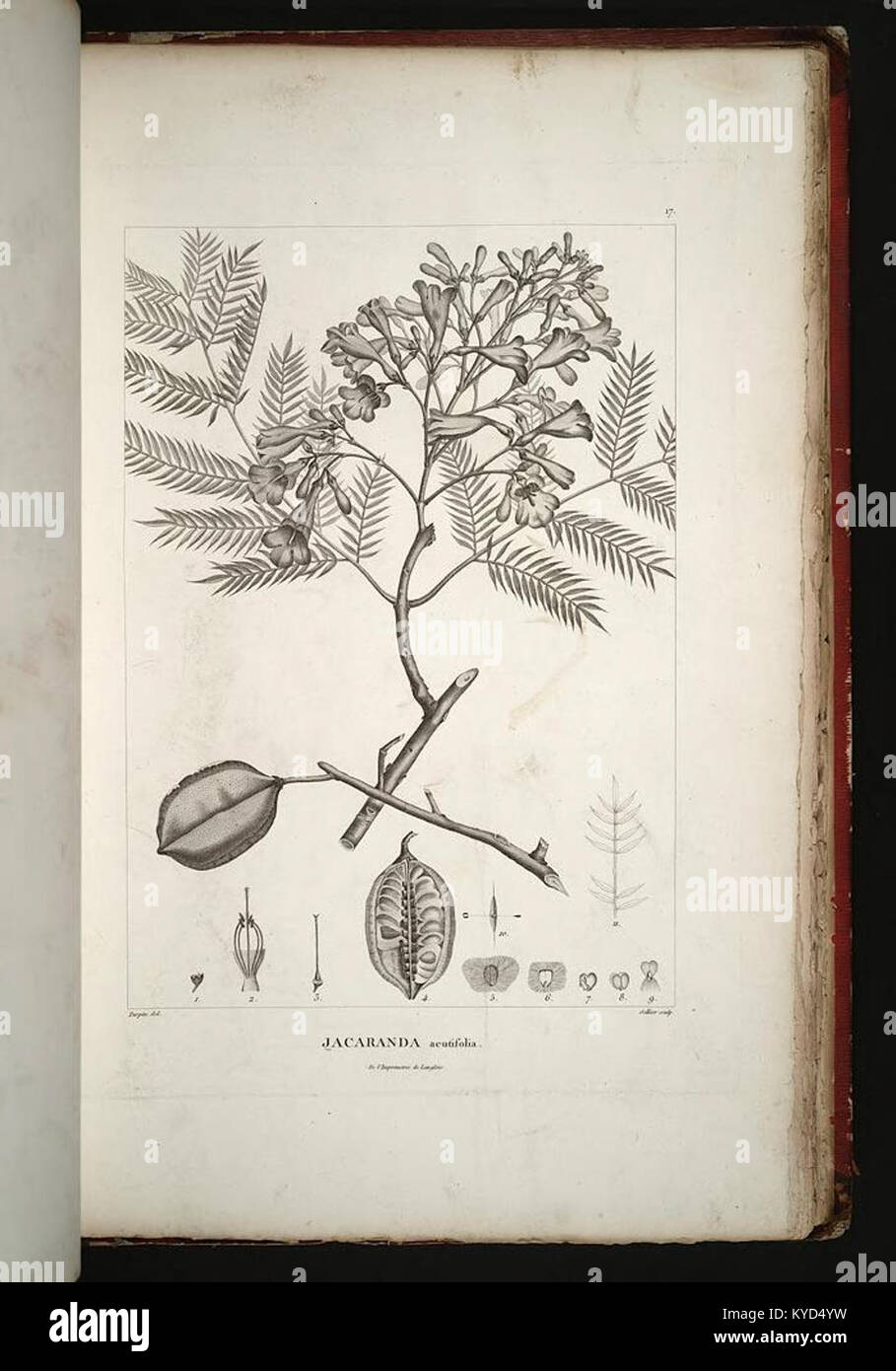 Eine handkolorierte botanische Illustration aus „Plantes équinoxiales“, die eine mexikanische tropische Pflanzenart darstellt, die für wissenschaftliche Studien des frühen 19. Jahrhunderts produziert wurde. Stockfoto
