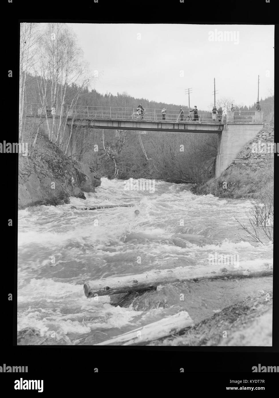 Ein weiteres Foto von Holz, das auf dem Fluss Skjerva in Norwegen schwimmt; Baumstämme wurden zu Flößen gebunden und durch das Frühjahrsschmelzwasser flussabwärts zu Sägewerken transportiert, was beispielhaft für den historischen Holzhandel in der Region ist. Stockfoto