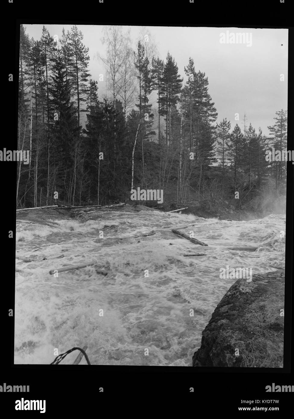 Holz, das auf dem Fluss Skjerva in Norwegen schwimmt, zeigt aneinander gebundene Stämme, die durch Quellwasser aus dem Sägewerk Sagbruk Skjerva durch den Wasserlauf Leira transportiert werden, was historische Holzfällmethoden in der Region veranschaulicht. Stockfoto