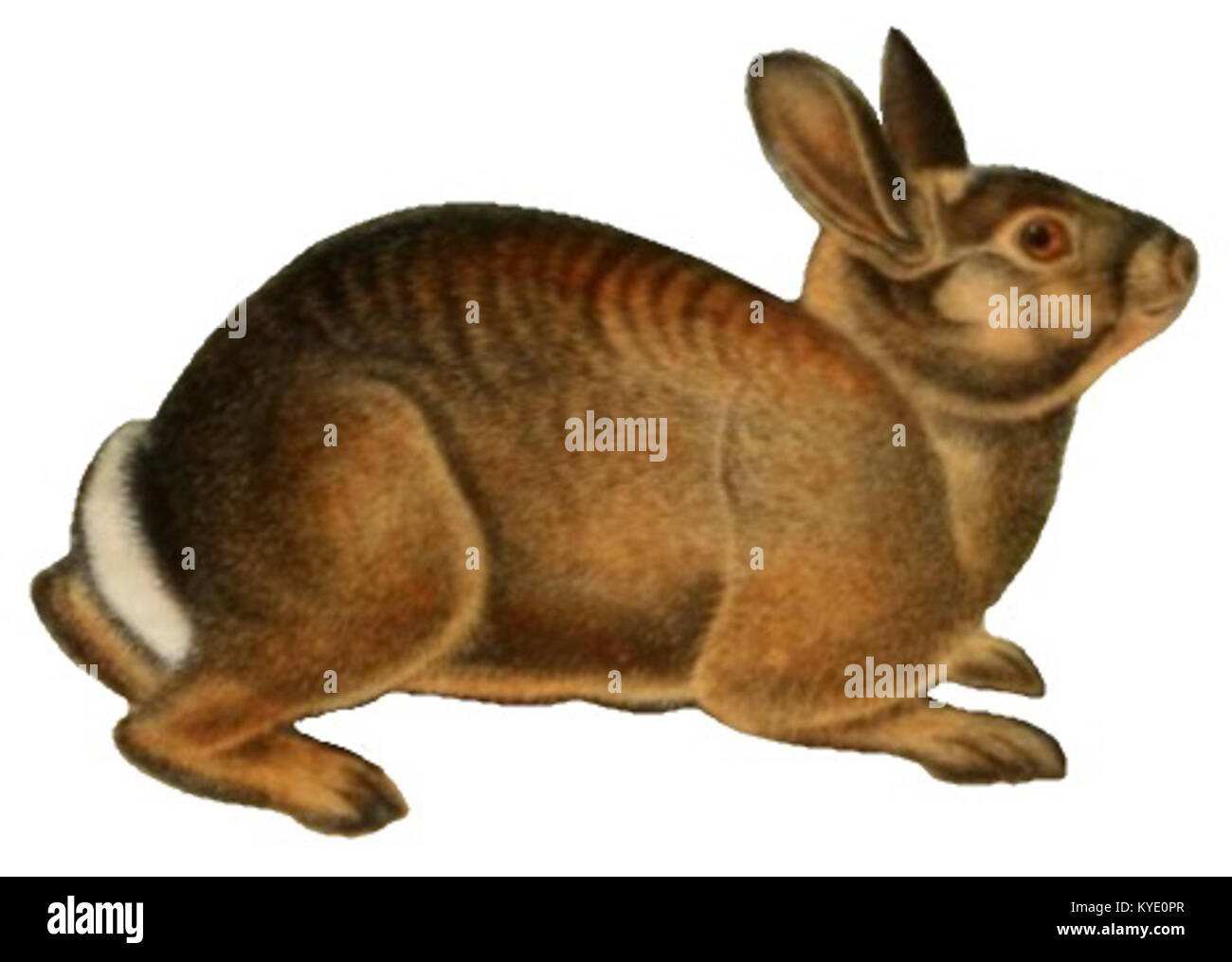 „The Quadrupeds of North America“ von John James Audubon enthält detaillierte Darstellungen nordamerikanischer Säugetiere, die sich auf ihr Verhalten, ihren Lebensraum und ihre physischen Eigenschaften konzentrieren. Stockfoto