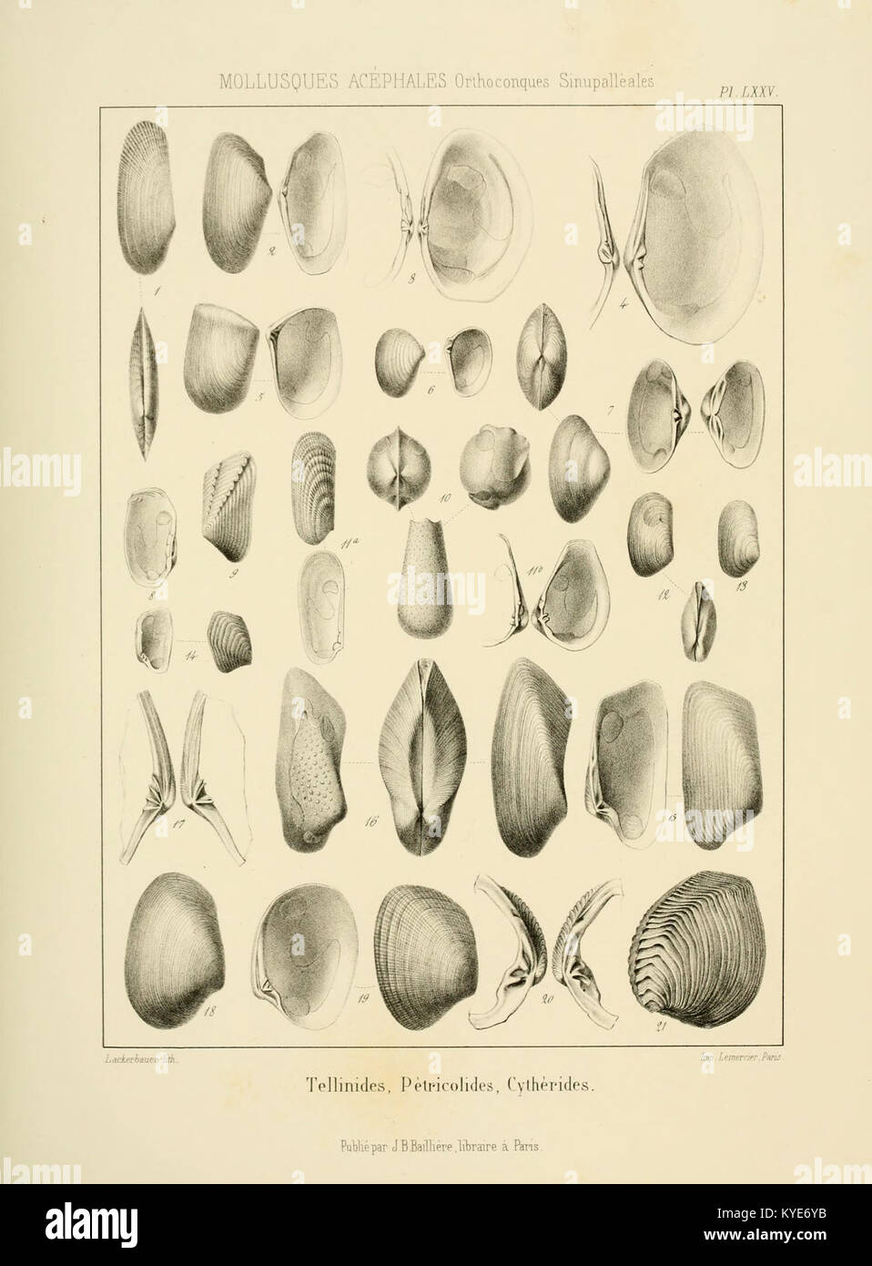 "Traité de Paléontologie (PL. LXXV) BHL 14918287 Stockfoto