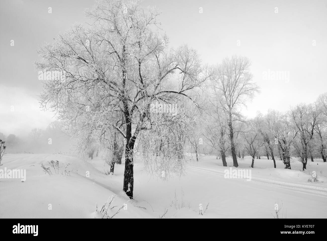 Verschneite Landschaft mit Bäumen Stockfoto
