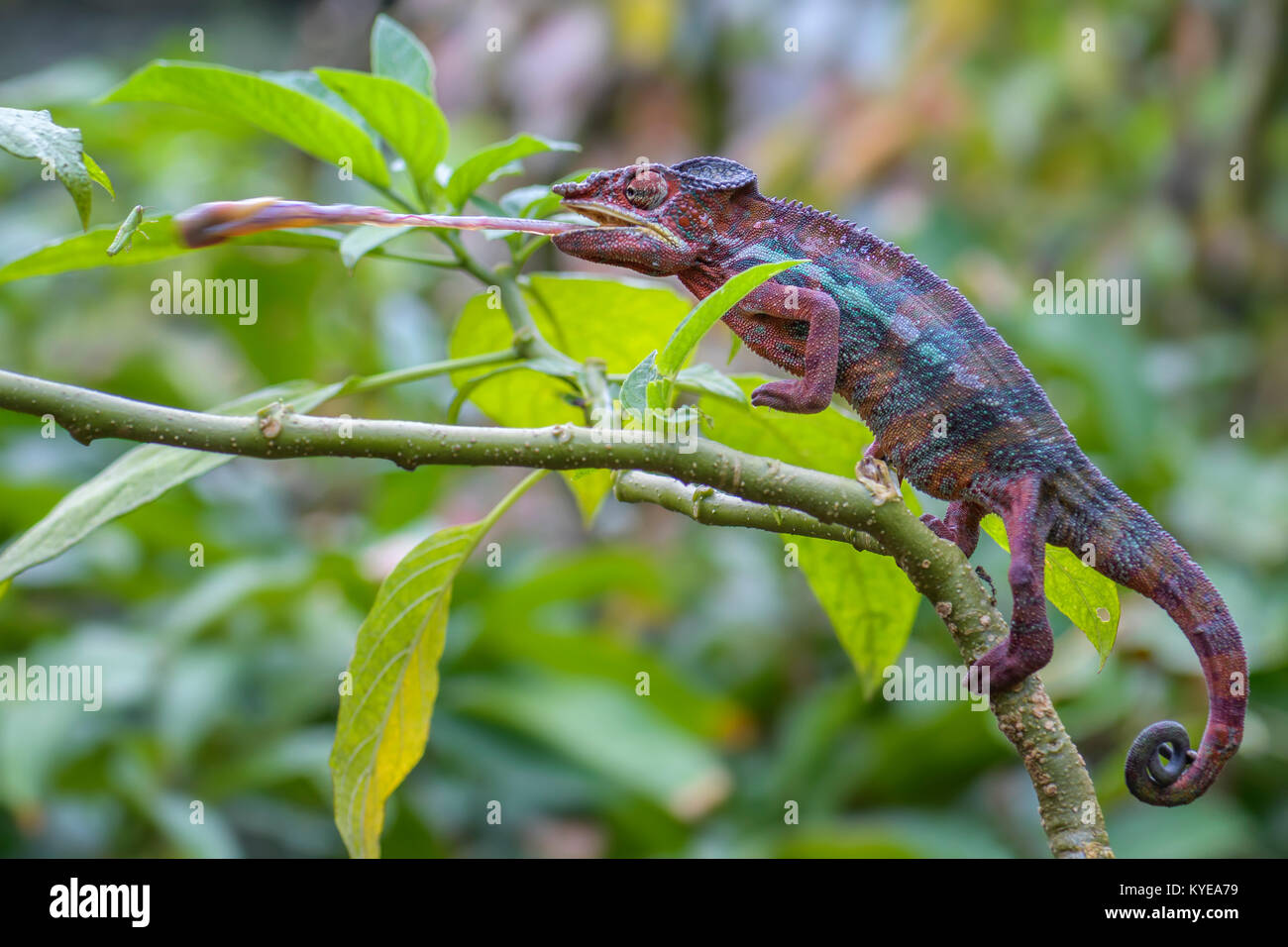 Panther Chamäleon Furcifer pardalis, Madagaskar Stockfoto