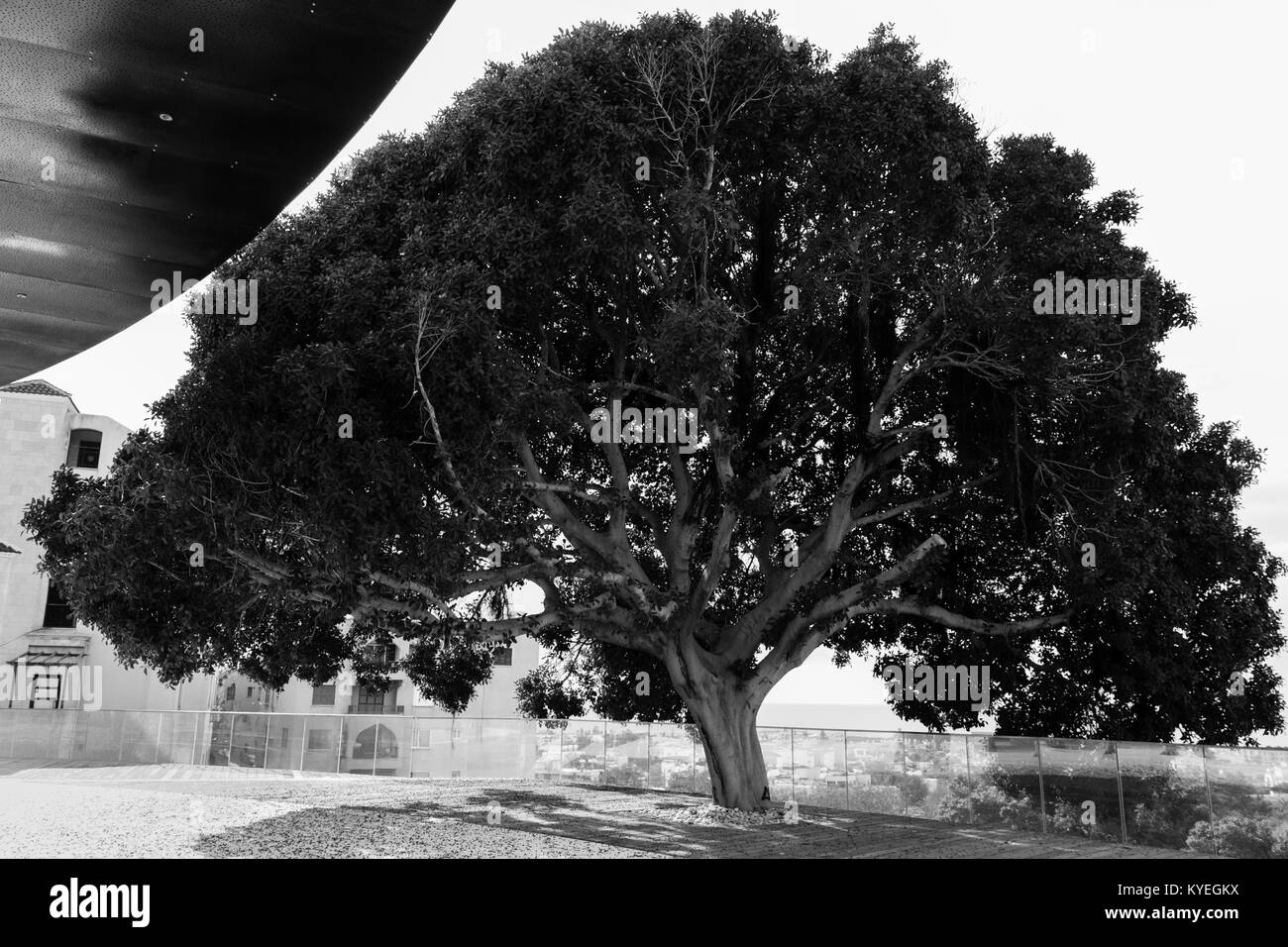 Imposante Pilz-Baum in der Nähe von modernes Gebäude Fassade in Paphos, in Schwarz und Weiß Stockfoto