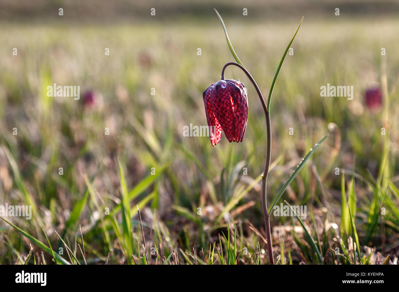 Frühlingswiese mit blühenden Fritillaria meleagris in den Sonnenuntergang, Siebenbürgen, Rumänien Stockfoto