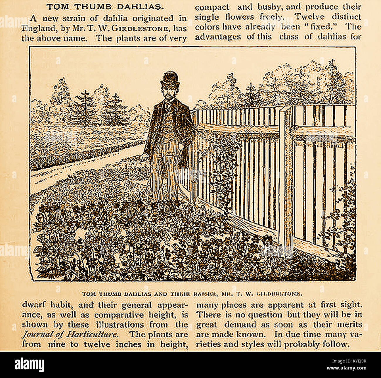 Ein Porträt der britischen Gärtner T W Gilderstone (auch gedruckt, Girdlestone) und der Tom Thumb Dahlien er entwickelt. Ein Ausschnitt von Vicks Magazin. USA 1878. Seine Bestände wurden von den Herren J. Cheal & Söhne, von Crawley England im Jahre 1880 vermarktet und Waren vorübergehend namens 'Tom Pouce" (1891) und als coltness Juwel 1918 modifiziert. Stockfoto