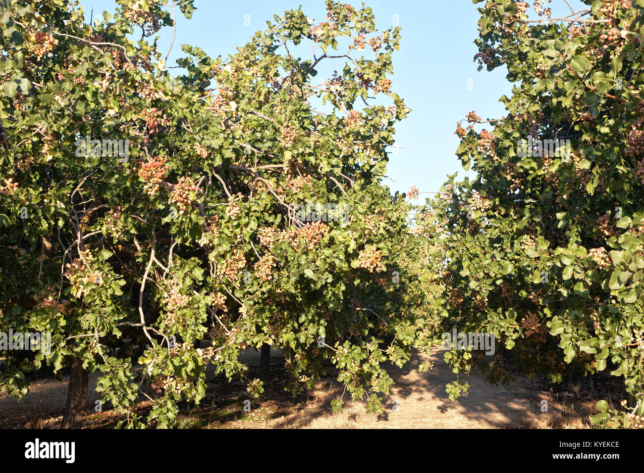 Reihen von Pistazien gesäumt, Muttern im Orchard "Pistacia vera" fällig. Stockfoto