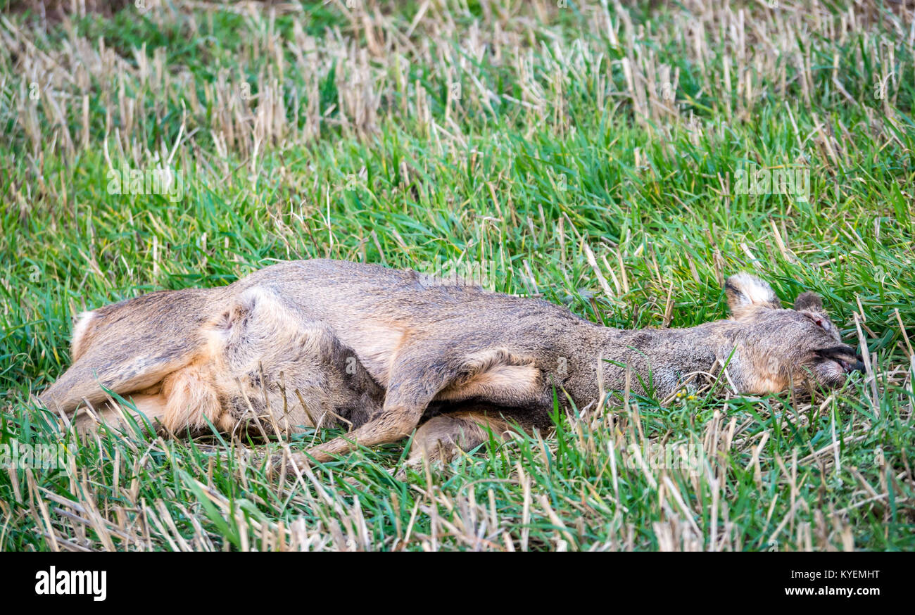 Tote Rehe, Hyla arborea, liegen in Wiese, mit Auge heraus pickten durch Vögel, East Lothian, Schottland, Großbritannien Stockfoto