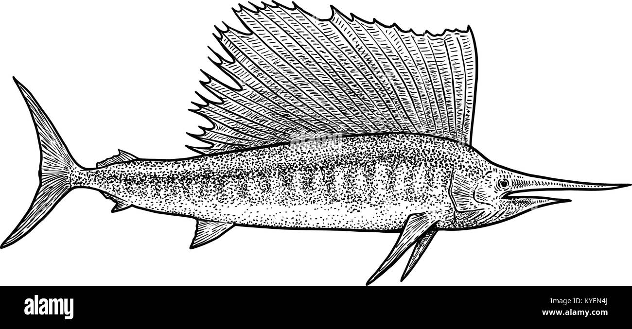 Schwertfisch Abbildung, Zeichnung, Gravur, Tinte, Strichzeichnungen, Vektor Stock Vektor