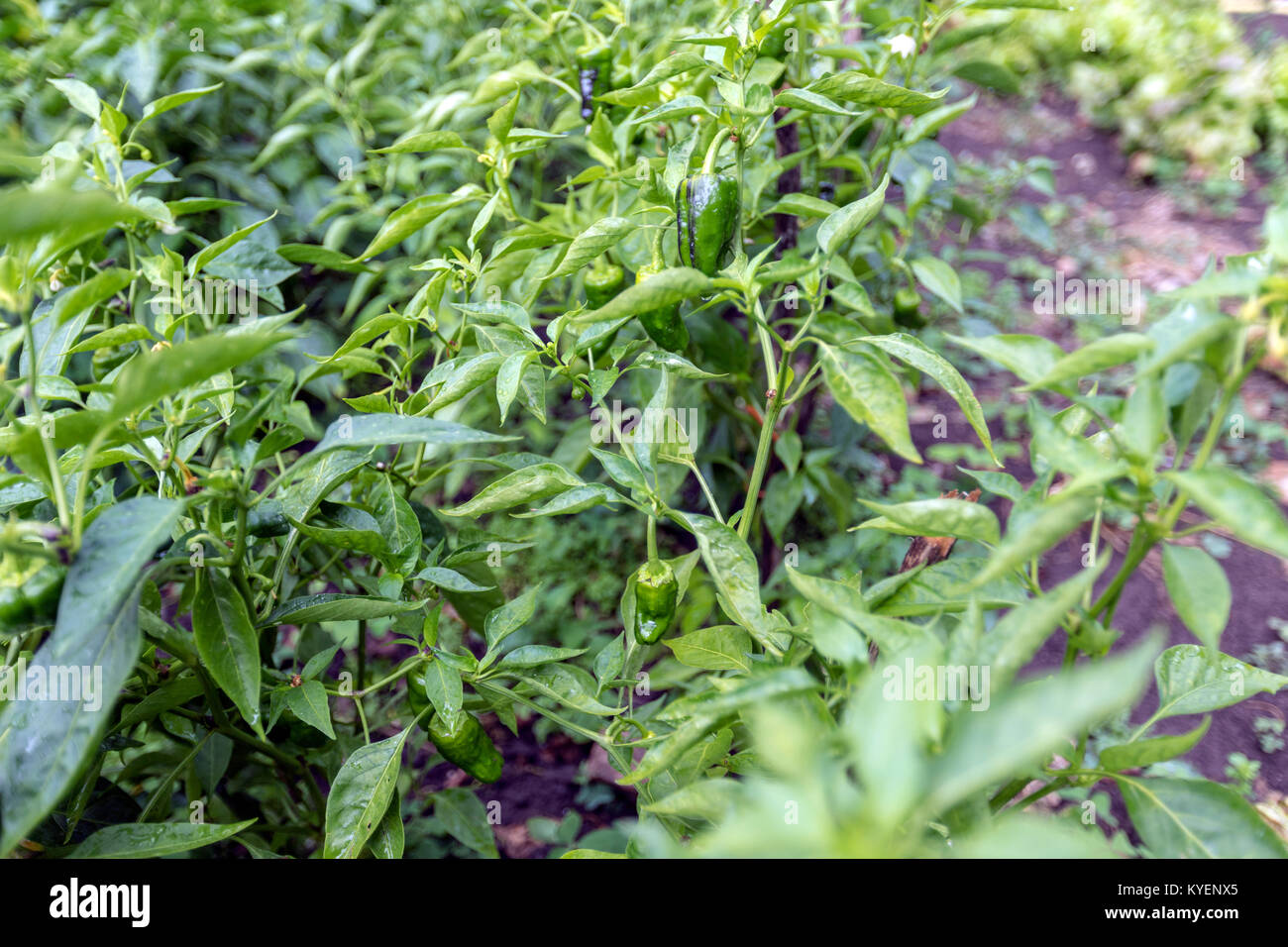 Pimientos de padron Pflanze, Capsicum annuum, in der Gemüse, padron  Paprika, Obstgarten in einem ländlichen Bauernhof in der Provinz Lugo,  Galizien, Spanien Stockfotografie - Alamy