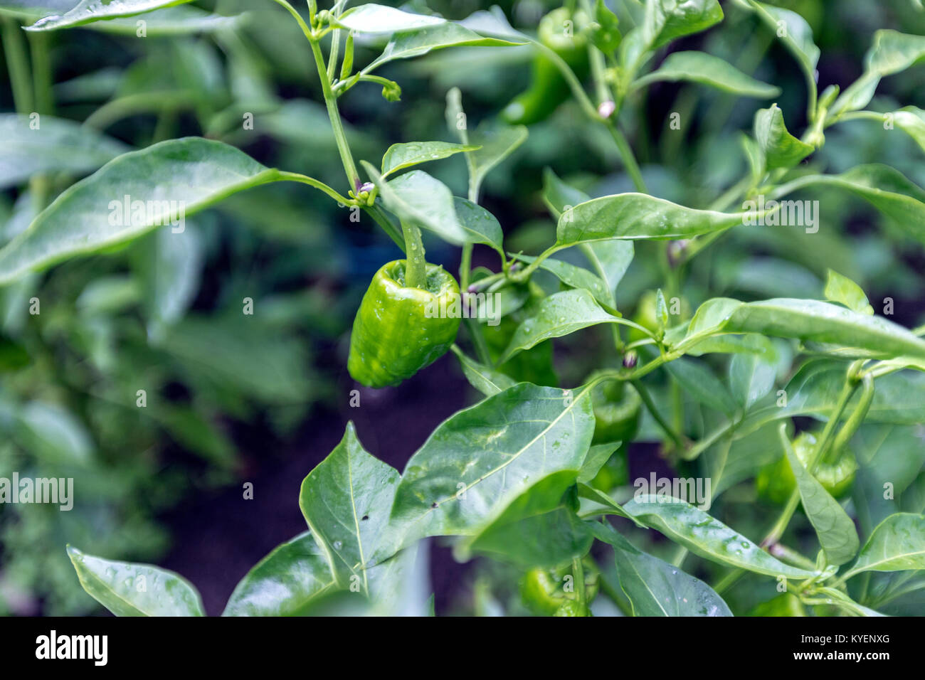 Pimientos de padron Pflanze, Capsicum annuum, in der Gemüse, padron