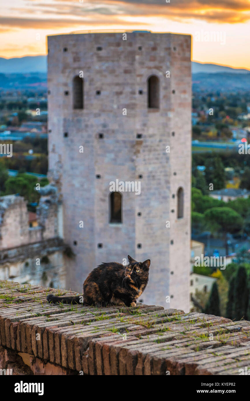 Spello, Perugia, Umbrien. Umbrien das grüne Herz Italiens. Eine schöne Katze bewacht den herrlichen Türme von Minerva, die alten Türen von Spello Stockfoto