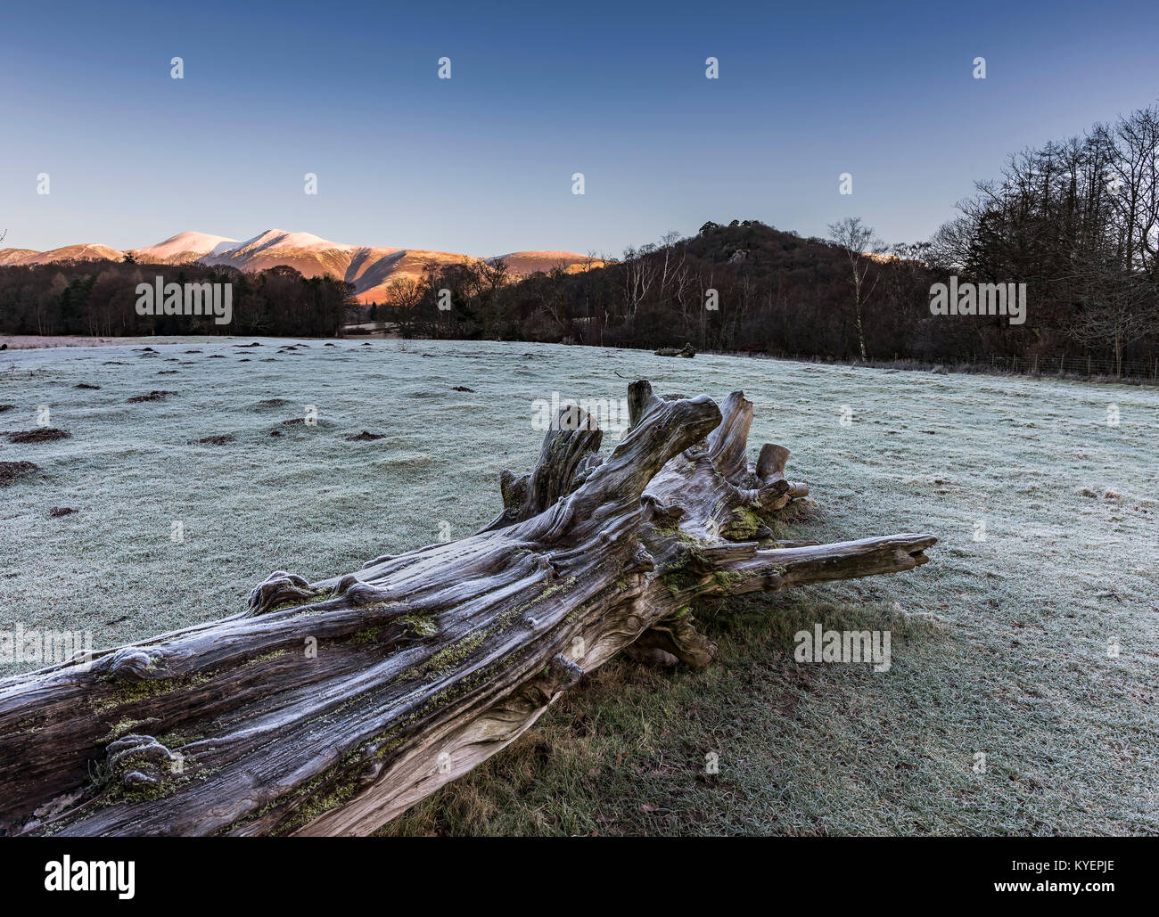 Einen umgestürzten Baum liegend gefroren vor der Cumbrian Fells an einem kalten Wintern. Stockfoto