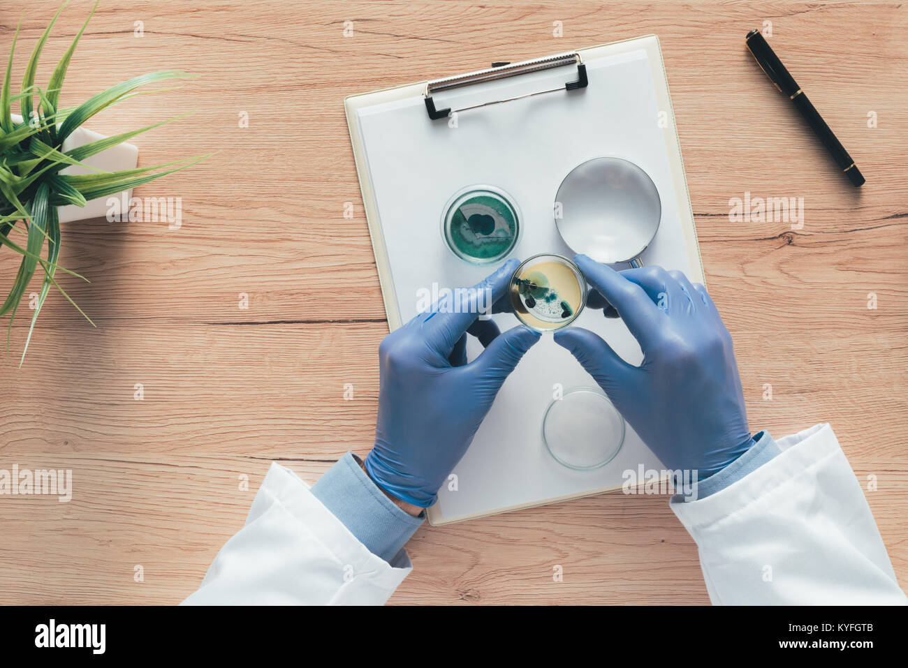 Ansicht von oben der Labortechniker Analyse der wachsenden bakteriellen Kulturen in der Petrischale, Wissenschaft und Mikrobiologie Hintergrund Stockfoto