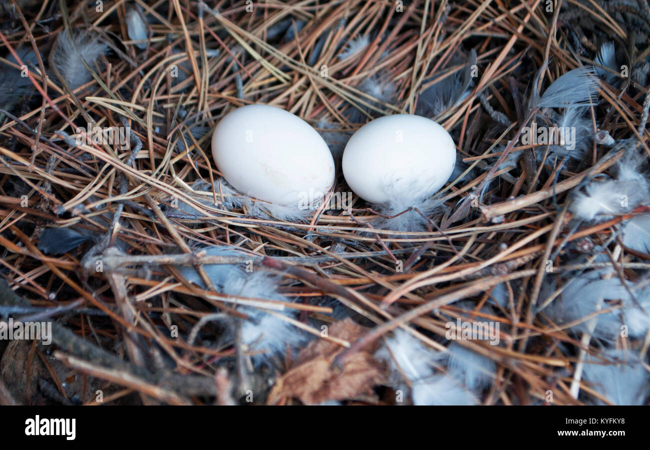 Zwei taube Eier im Nest. Hallo Frühling Stockfoto