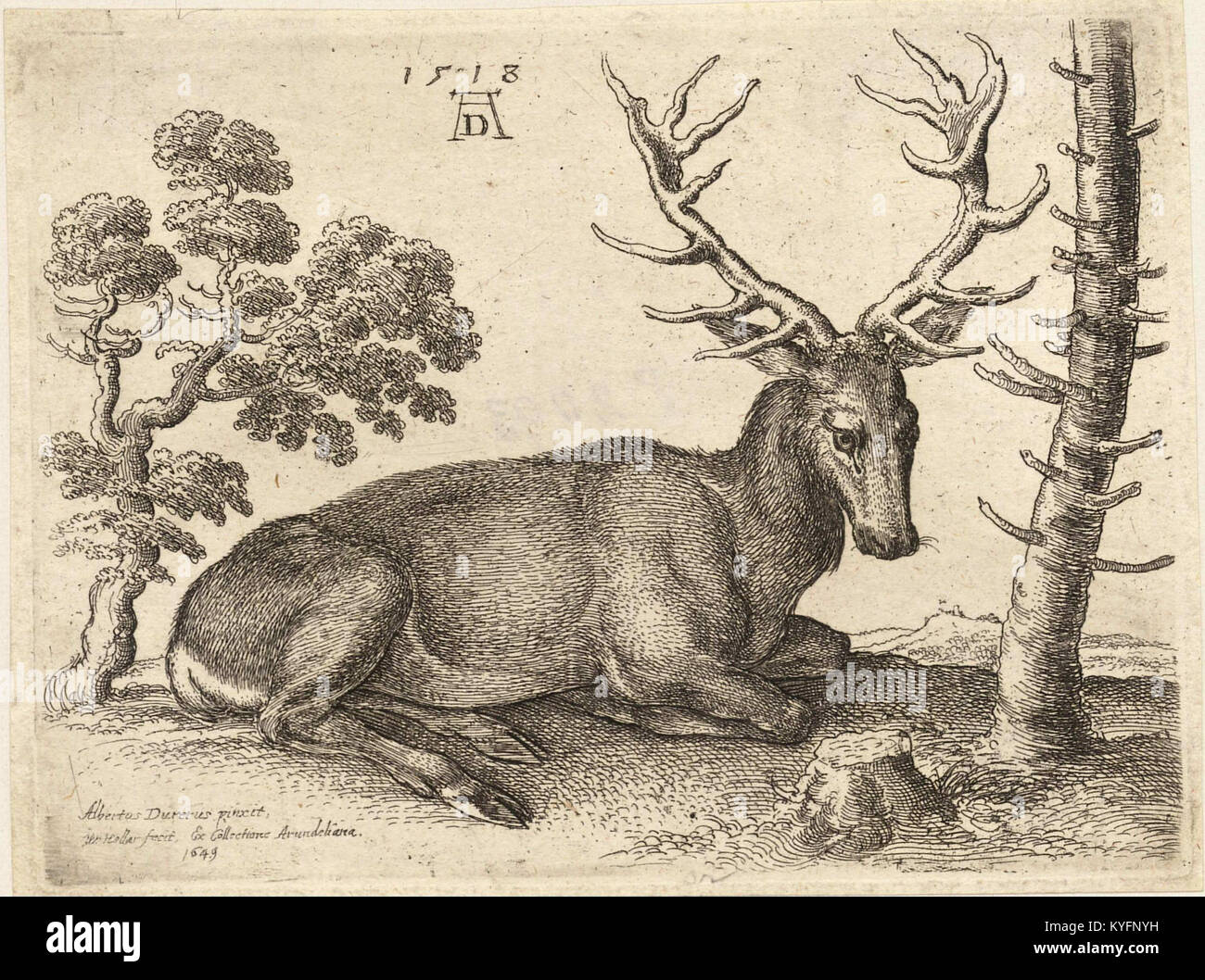 Hollar’s Stich zeigt einen von Albrecht Dürer inspirierten Hirsch, der Tieranatomie, Renaissance-Einfluss und feine Gravurtechnik veranschaulicht. Stockfoto