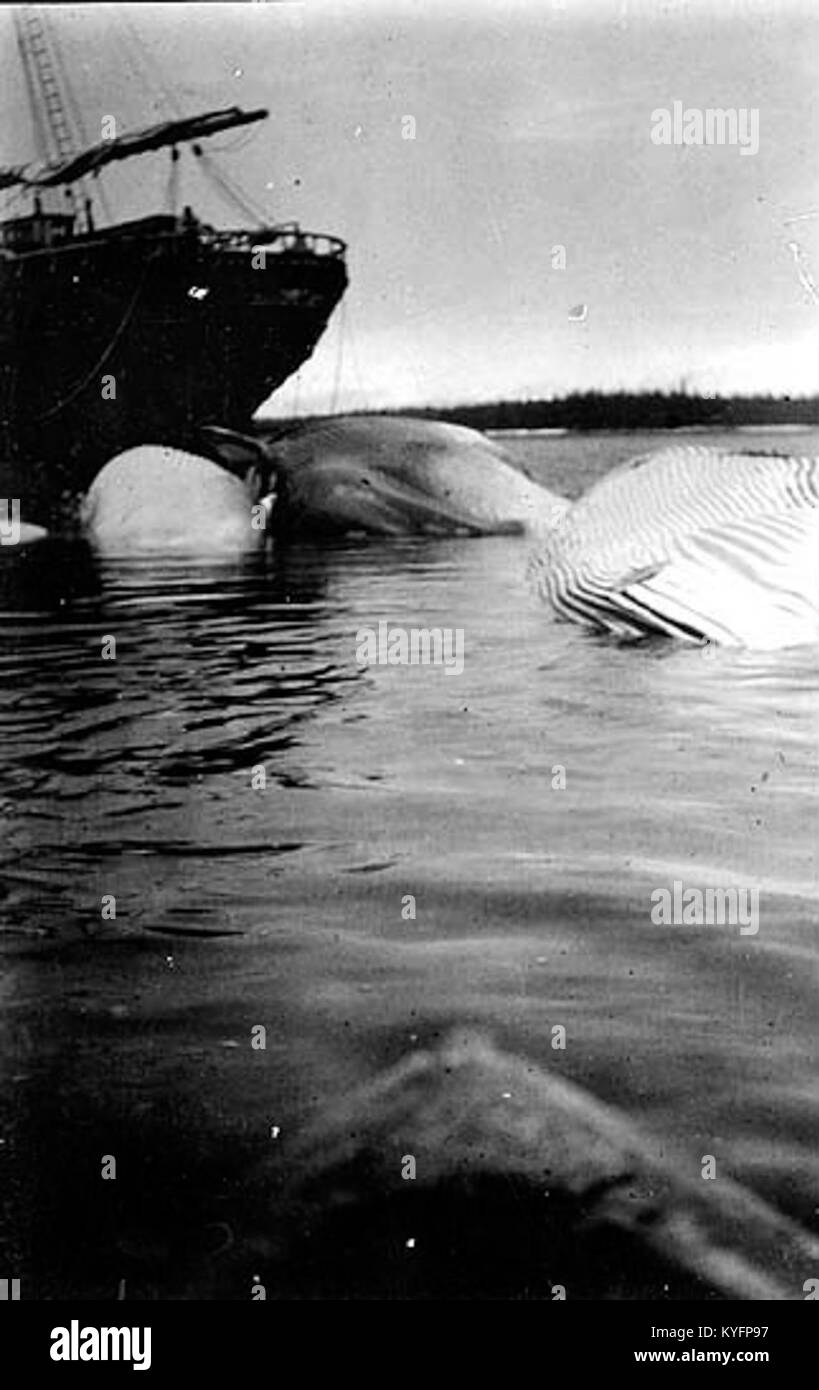 Dieses Bild zeigt Wale, die zwischen 1910 und 1915 an Anlegestellen an der Walfangstation der Tyee Company in Alaska befestigt waren, was die Betriebsmethoden des Uferwalfangs des frühen 20. Jahrhunderts widerspiegelt. Stockfoto