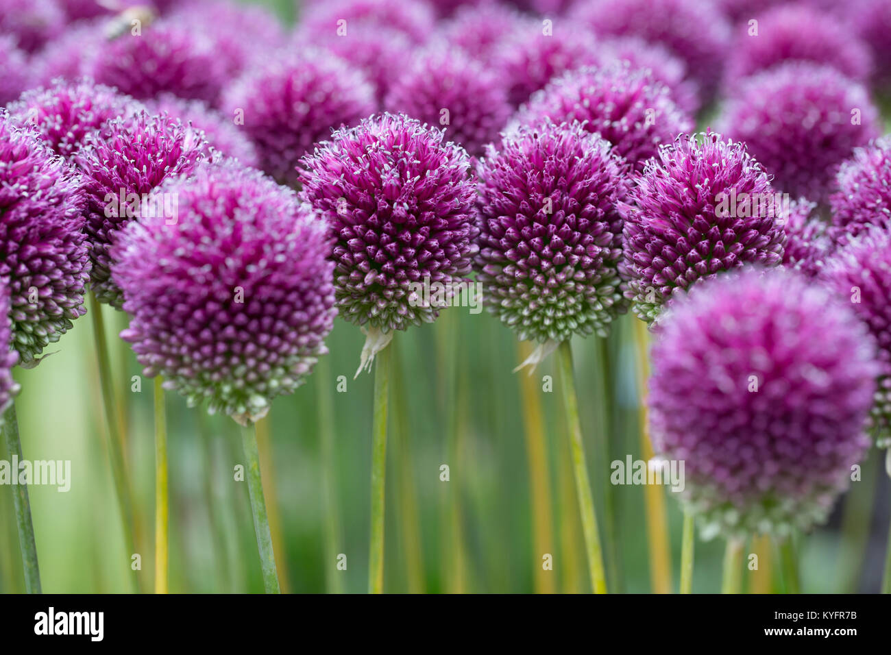 Purple' allium Globemaster" Köpfe in Wisley Garden flower show. Stockfoto
