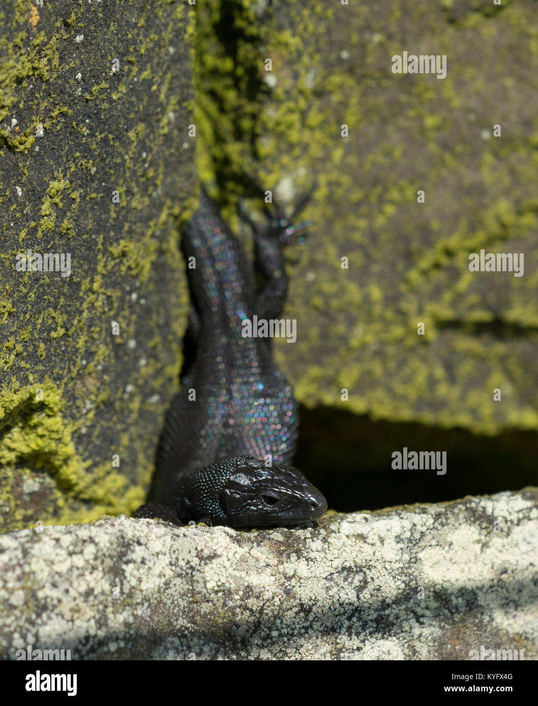Melanistic/männlichen Schwarzen gemeinsame Lizard / Vivipar Eidechse Zootoca vivipara Nordenglischen Pennines Stockfoto