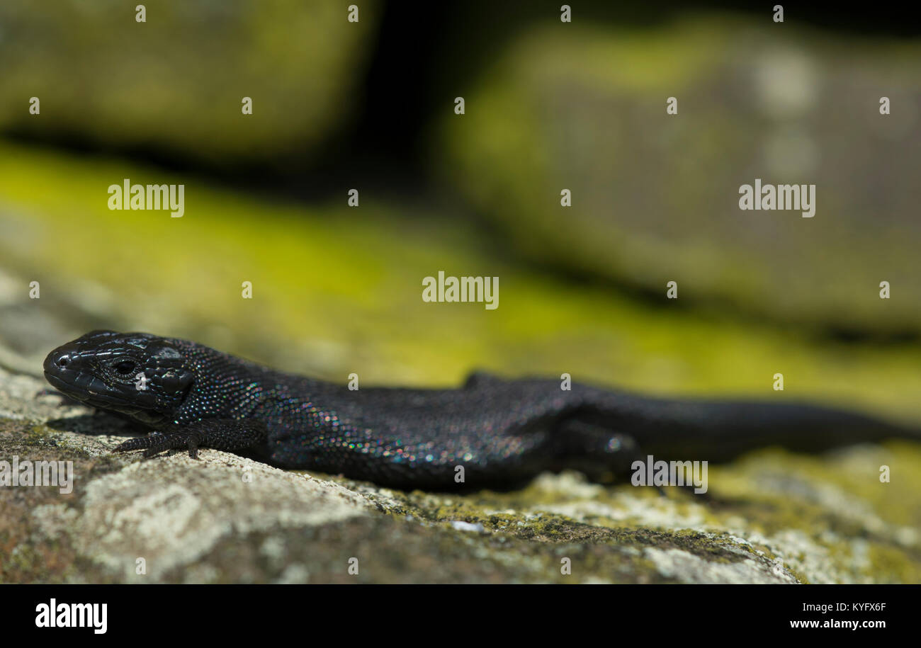 Melanistic/männlichen Schwarzen gemeinsame Lizard / Vivipar Eidechse Zootoca vivipara Nordenglischen Pennines Stockfoto