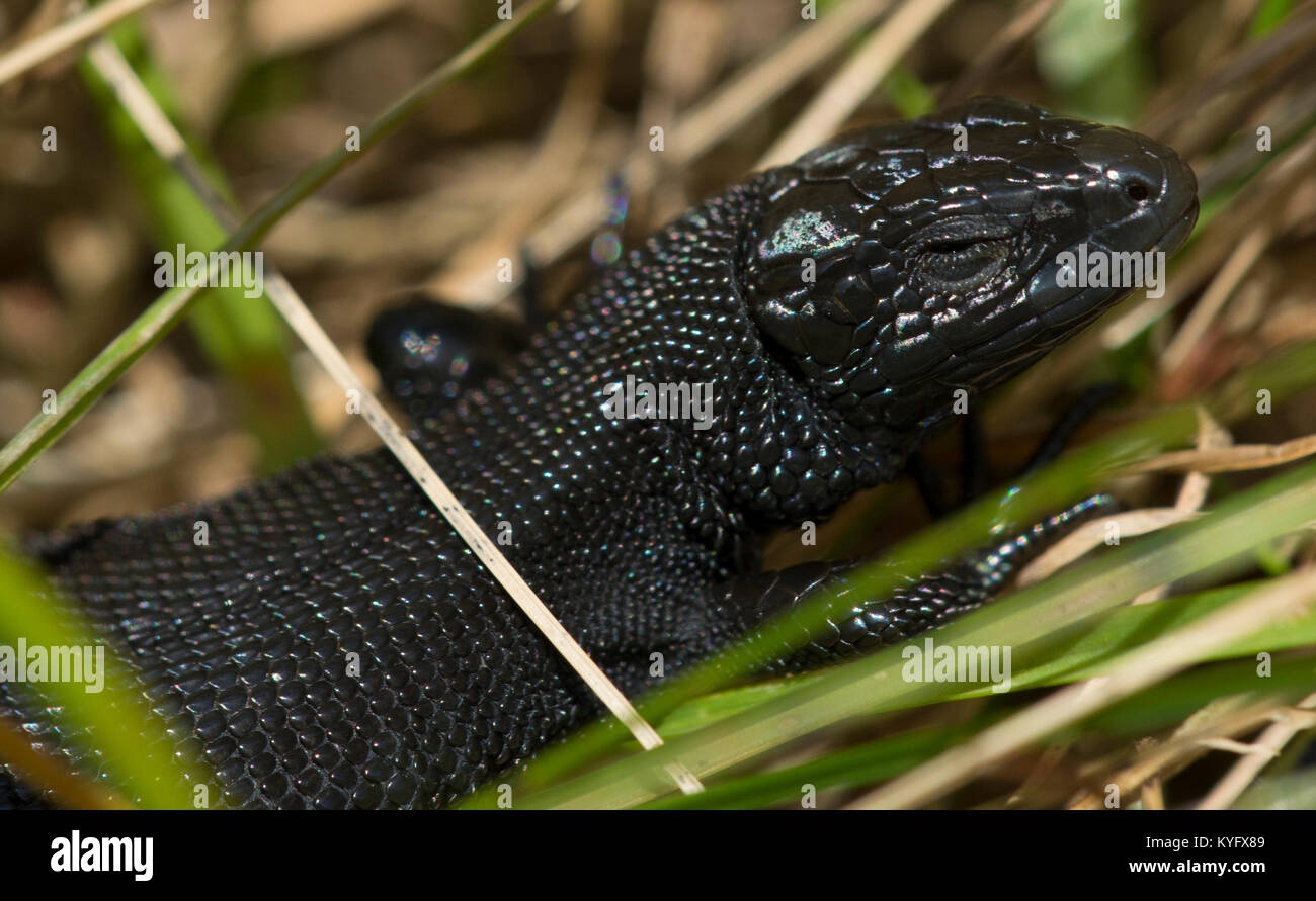Melanistic/männlichen Schwarzen gemeinsame Lizard / Vivipar Eidechse Zootoca vivipara Nordenglischen Pennines Stockfoto