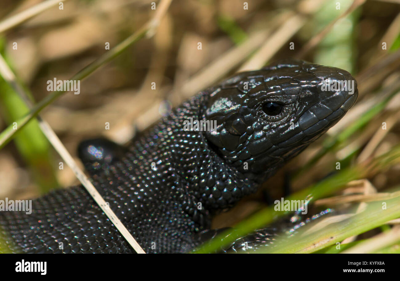 Melanistic/männlichen Schwarzen gemeinsame Lizard / Vivipar Eidechse Zootoca vivipara Nordenglischen Pennines Stockfoto