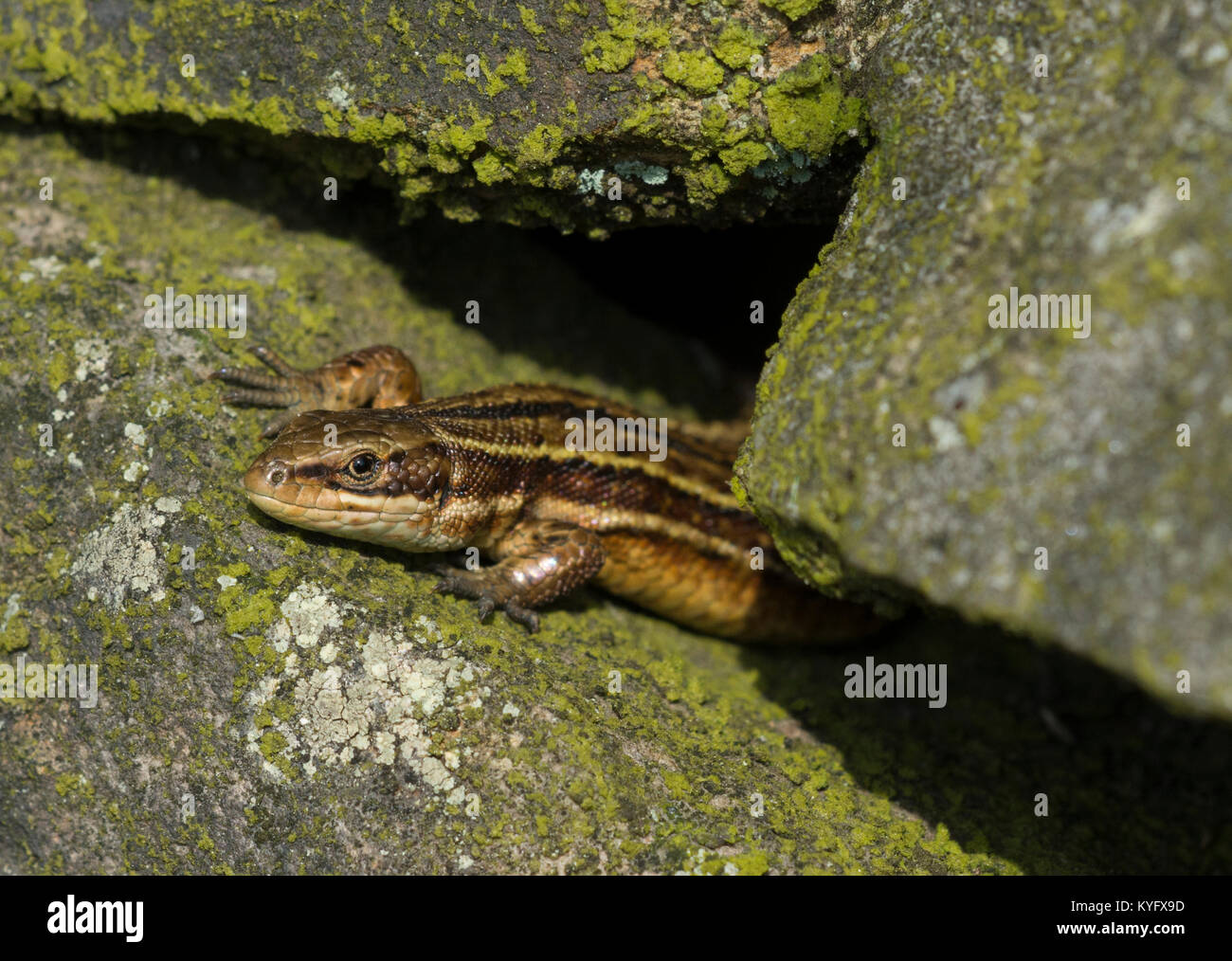 Gravid weiblich common/lebendgebärenden Eidechse Zootoca vivipara Nordenglischen Pennines. Stockfoto