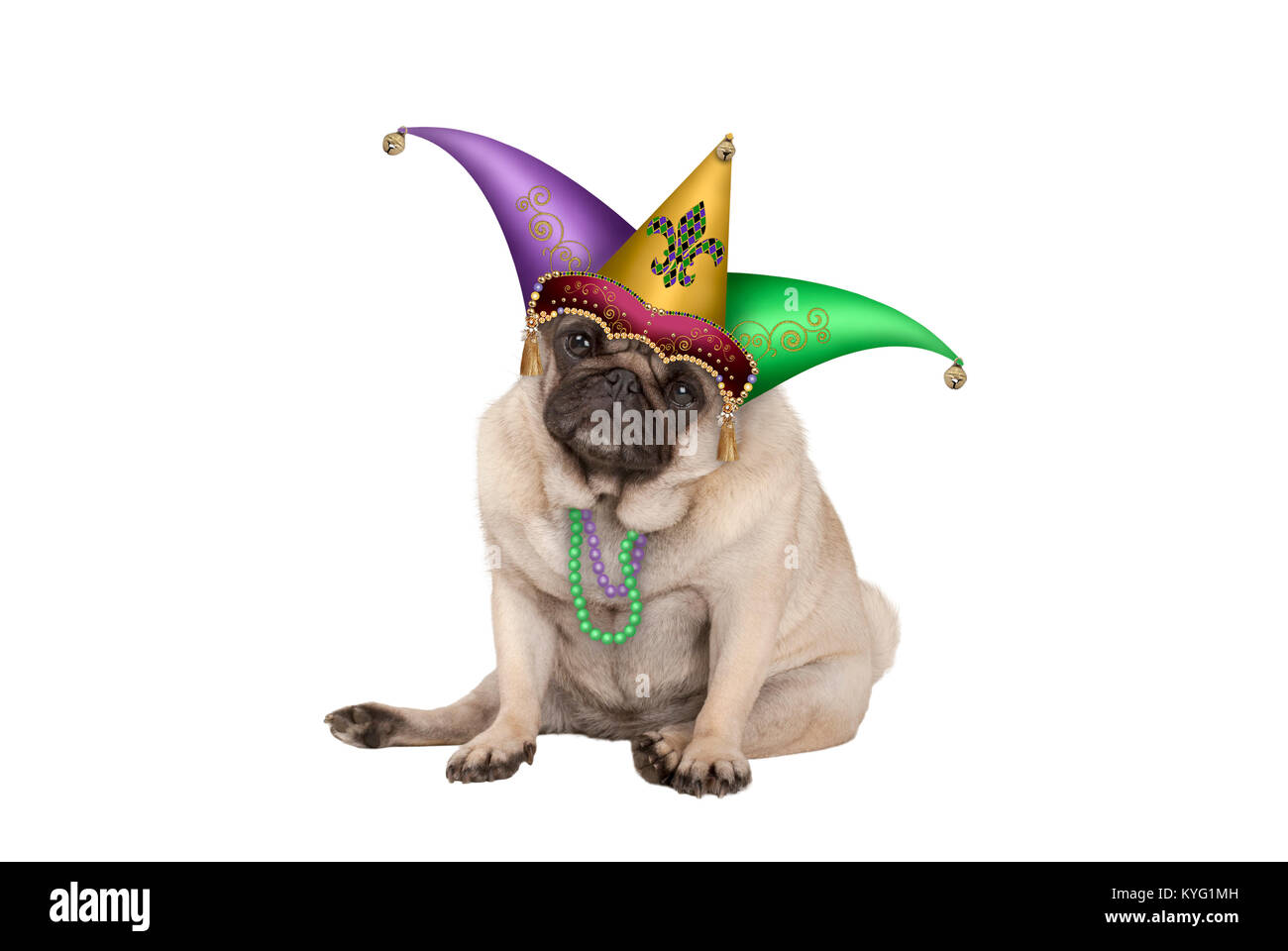Cute grumpy Mardi gras Carnival mops Welpe Hund sitzend mit Harlequin jester Hut, auf weißem Hintergrund Stockfoto