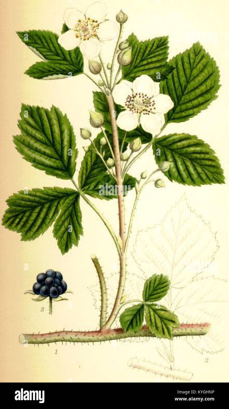 Rubus caesius, auf Schwedisch auch blåhallon genannt, ist eine mehrjährige Pflanzenart aus der Familie der Rosen, die kleine bläulich-schwarze essbare Beeren produziert, die in Europa und Westasien zu finden sind. Stockfoto