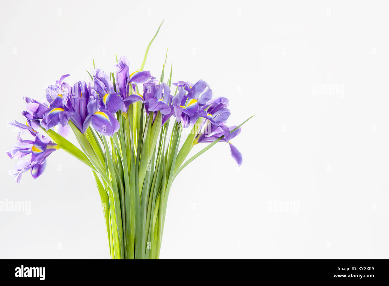 Urlaub Grußkarte für Valentinstag, Woman's Day, Muttertag, Ostern! Violett Iris xiphium in der Vase Stockfoto