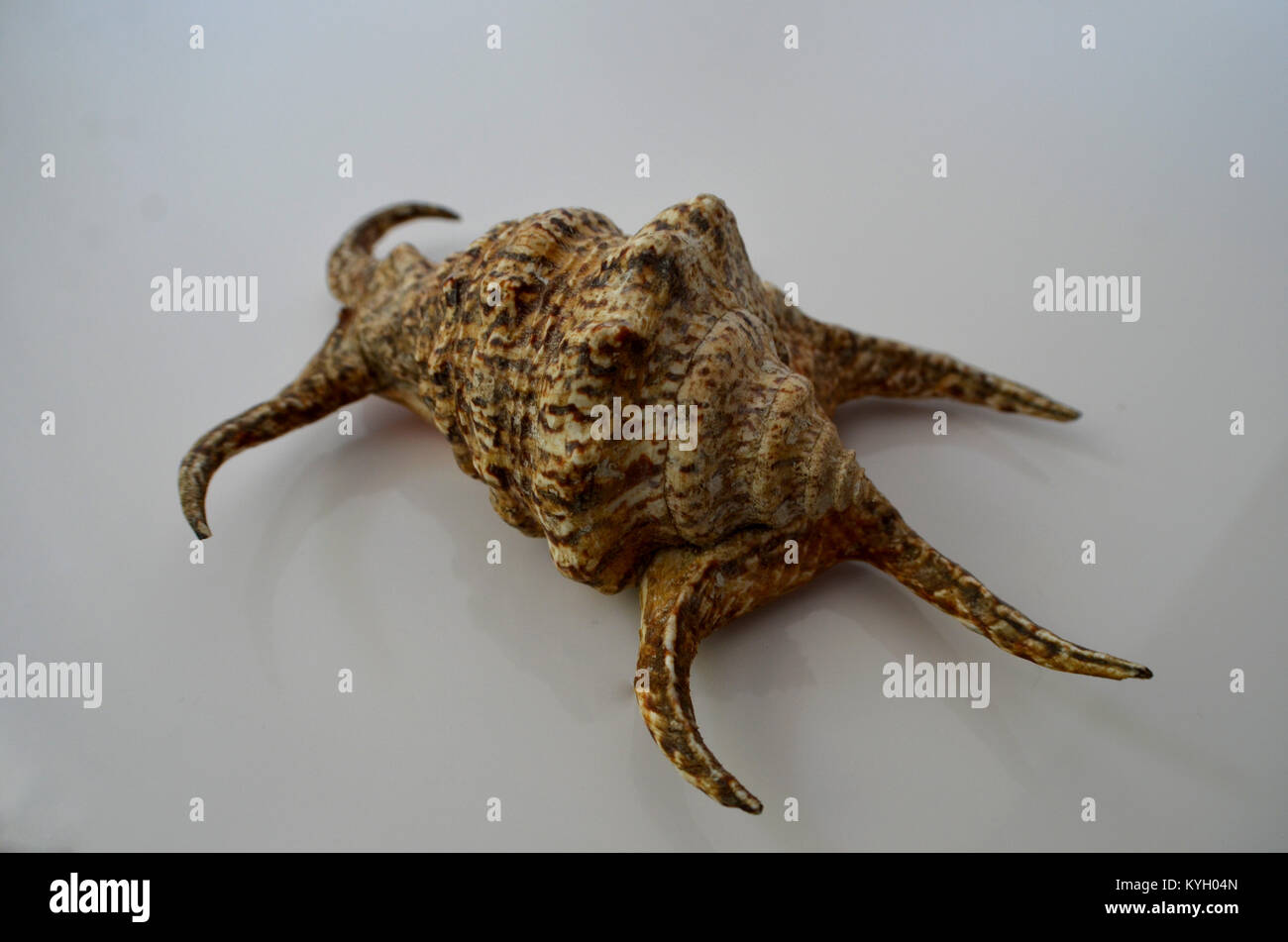 Muschel, die isoliert auf weißem Hintergrund Stockfoto