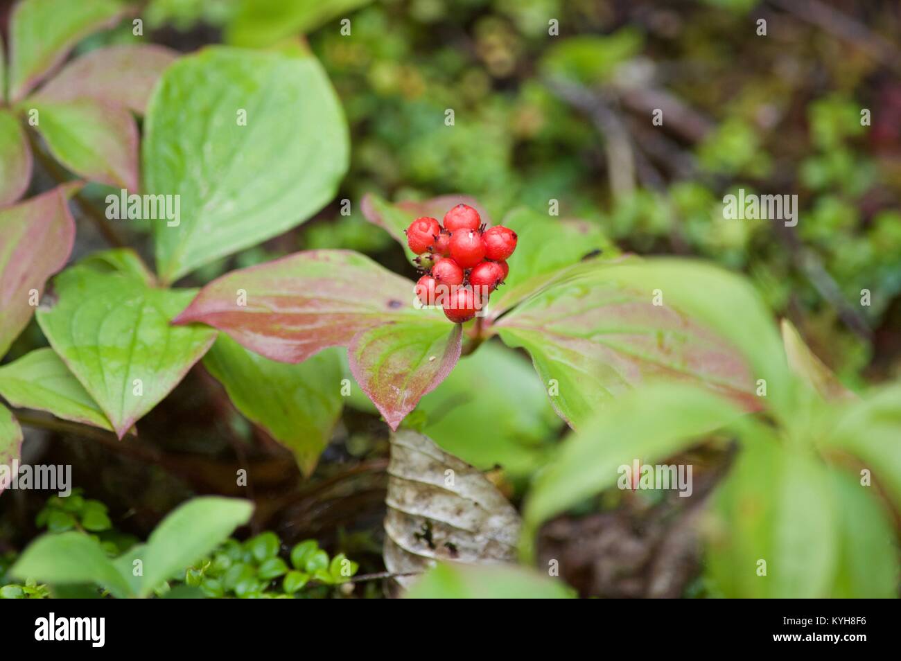 Eine kleine Pflanze einsam in einer regnerischen Kanadischen Wald. Stockfoto