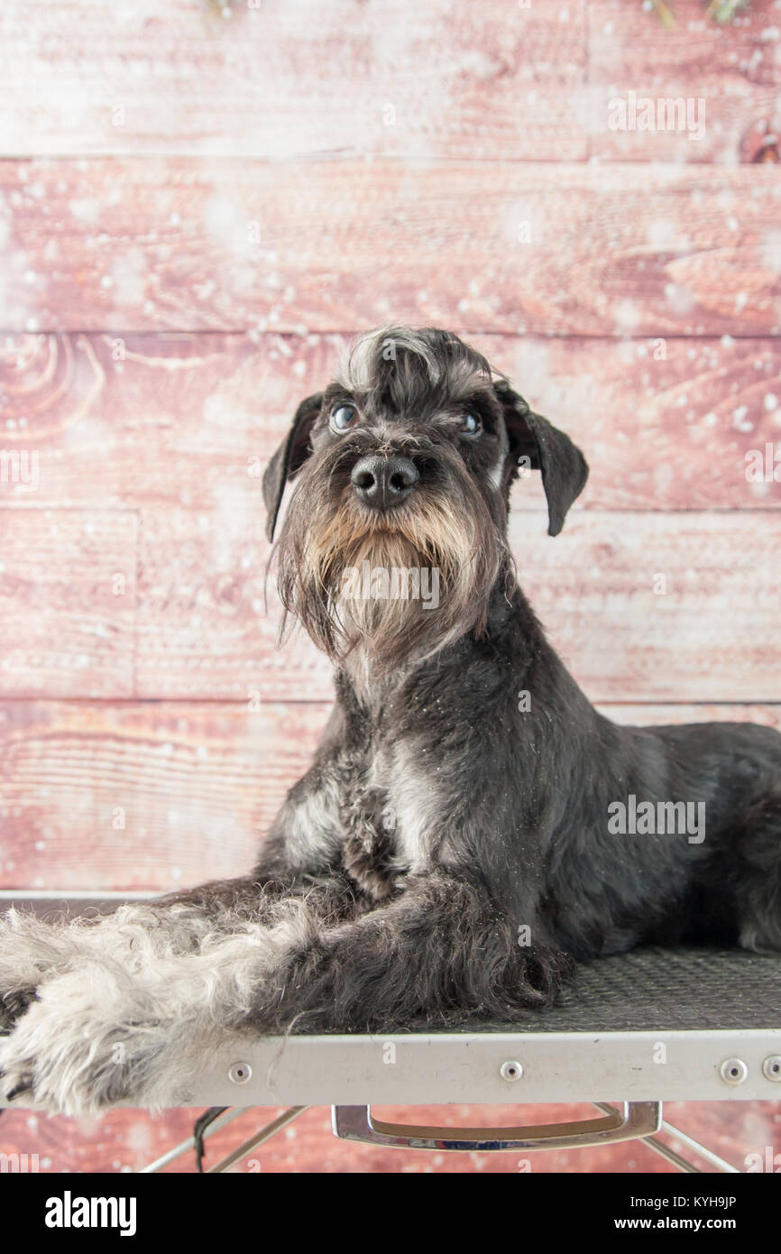 Mini schnauzer portarit Stockfoto