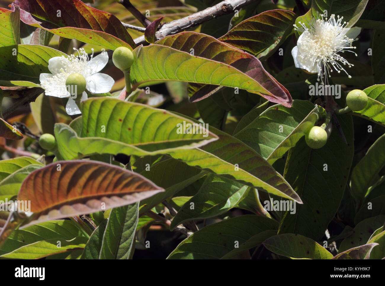 Blumen der Guave (psidium Guajava), eine eingeführte, invasive Arten, die den feuchten Hochland von Isabela. Es ist deshalb so erfolgreich, weil die Zellstoff- r Stockfoto
