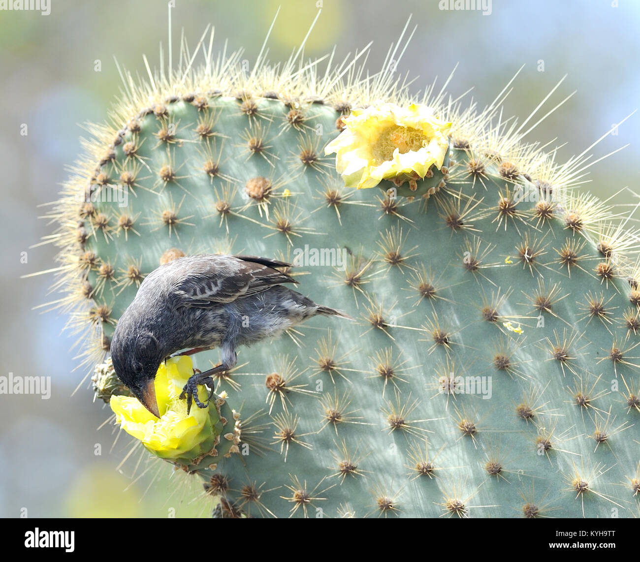 Kaktus grundfink -Fotos und -Bildmaterial in hoher Auflsung  Alamy