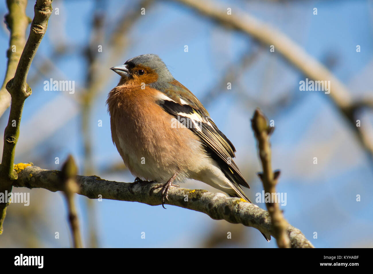 Ein chunky Buchfink auf einem Zweig Stockfoto