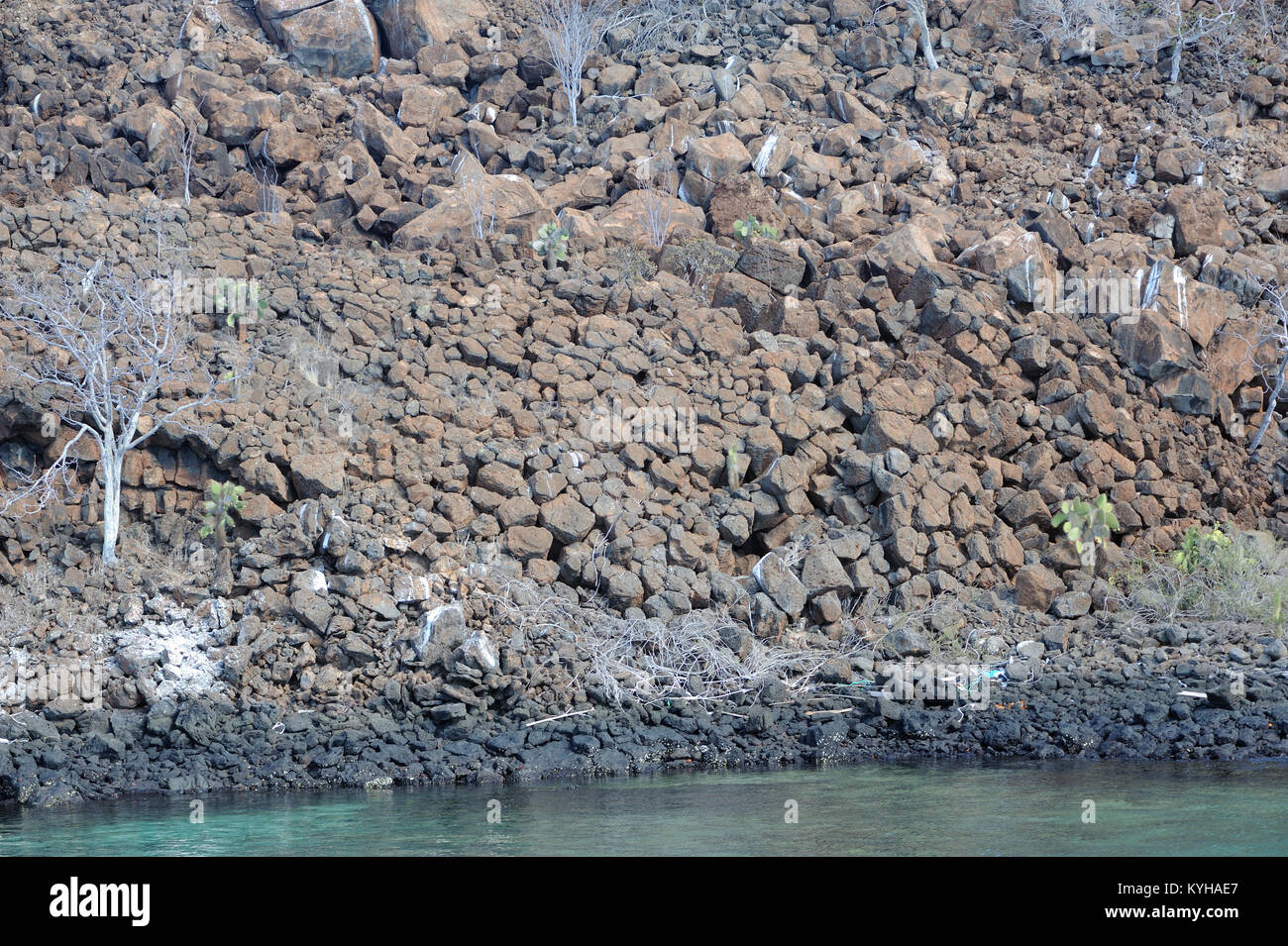 Ein weißer Baum hebt sich von Verwitterten vieleckige Säulen aus Basalt auf den Klippen der Insel Baltra, Isla Baltra. San Cristobal, Galapagos, Ecuad Stockfoto