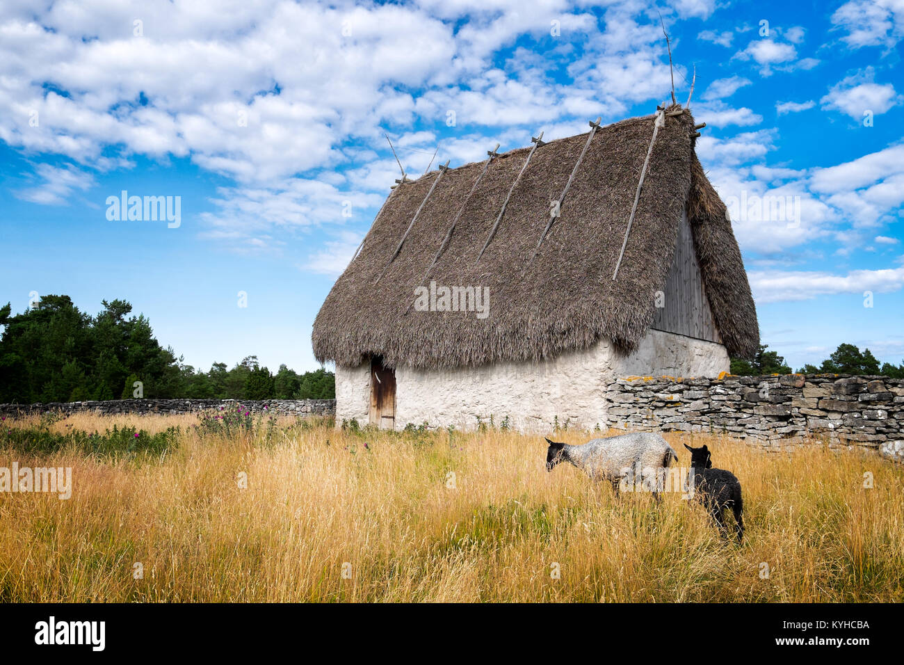 Reetgedeckte Scheune und lockigen Haaren Schafe auf der Insel Gotland, Schweden Stockfoto