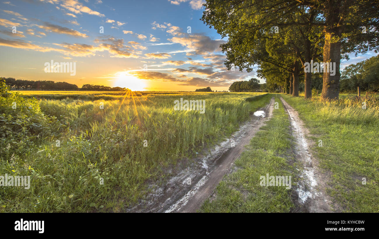 Weizenfeld entlang Track mit großen alten Eichen bei Sonnenuntergang auf Holländischen Landschaft Stockfoto