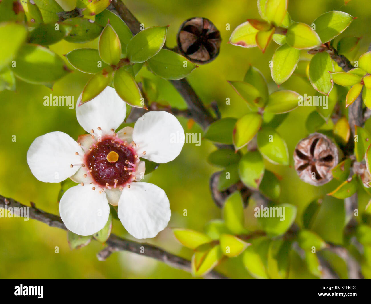 Nahaufnahme von teebaum manuka Blume mit Saatgut Boxen Stockfoto