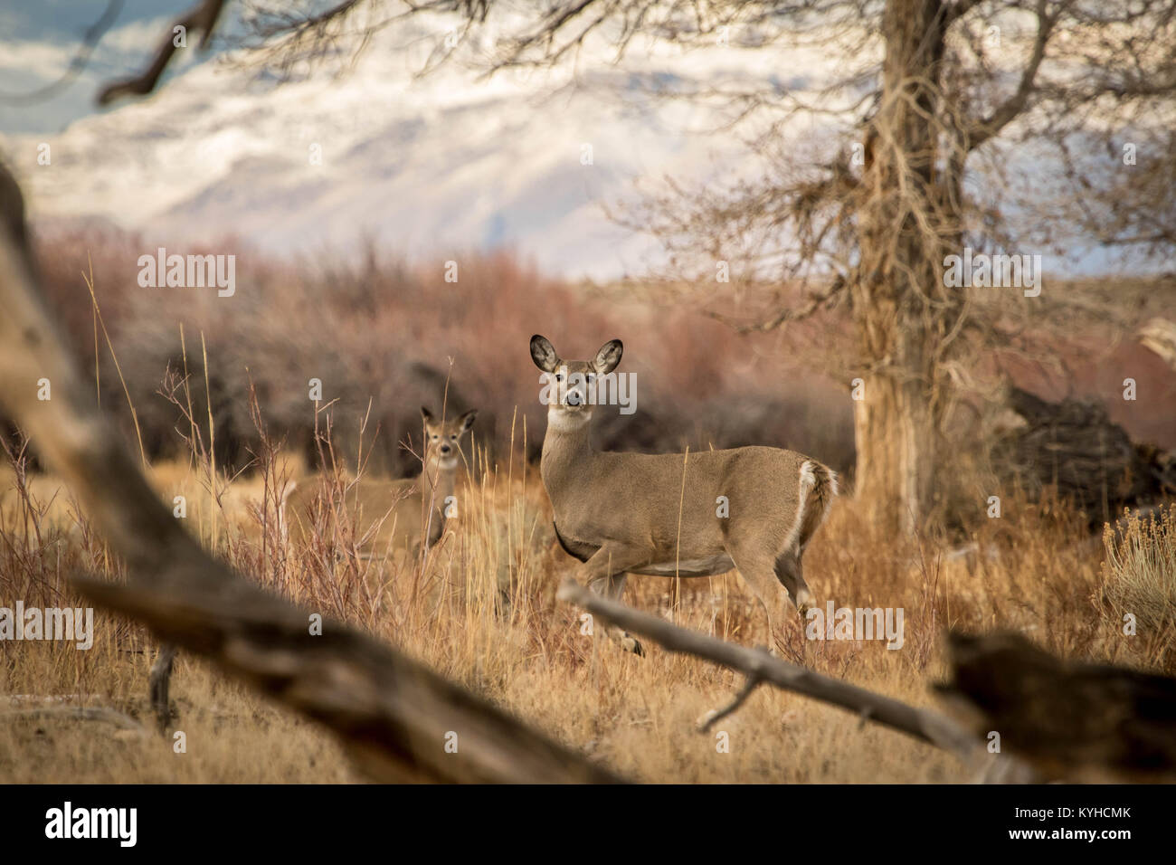 Ein Whitetail Doe und Ihre Fawn Stockfoto