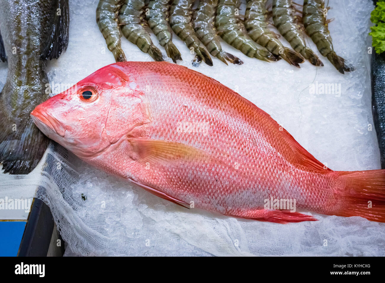 Frischen Fang von Red Snapper auf der mediterranen Markt Stockfoto