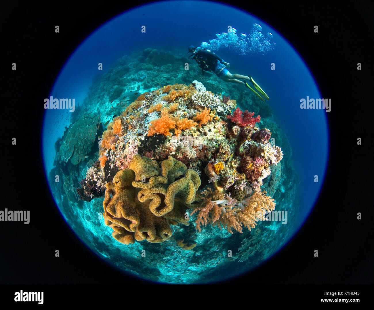 A Circular Fisheye Foto eines Scuba Diver swimming um ein Korallenriff bommie mit Schwämmen und Weichkorallen in Raja Ampat Inseln, Indonesien. Stockfoto