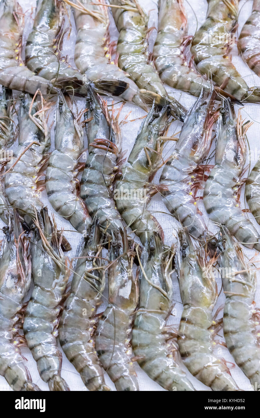 Frische Garnelen liegen auf dem kalten Eis. Verkauf von Garnelen. Frische Meeresfrüchte auf Eis isoliert. Rote Garnelen isoliert auf weißem Eis. Stockfoto