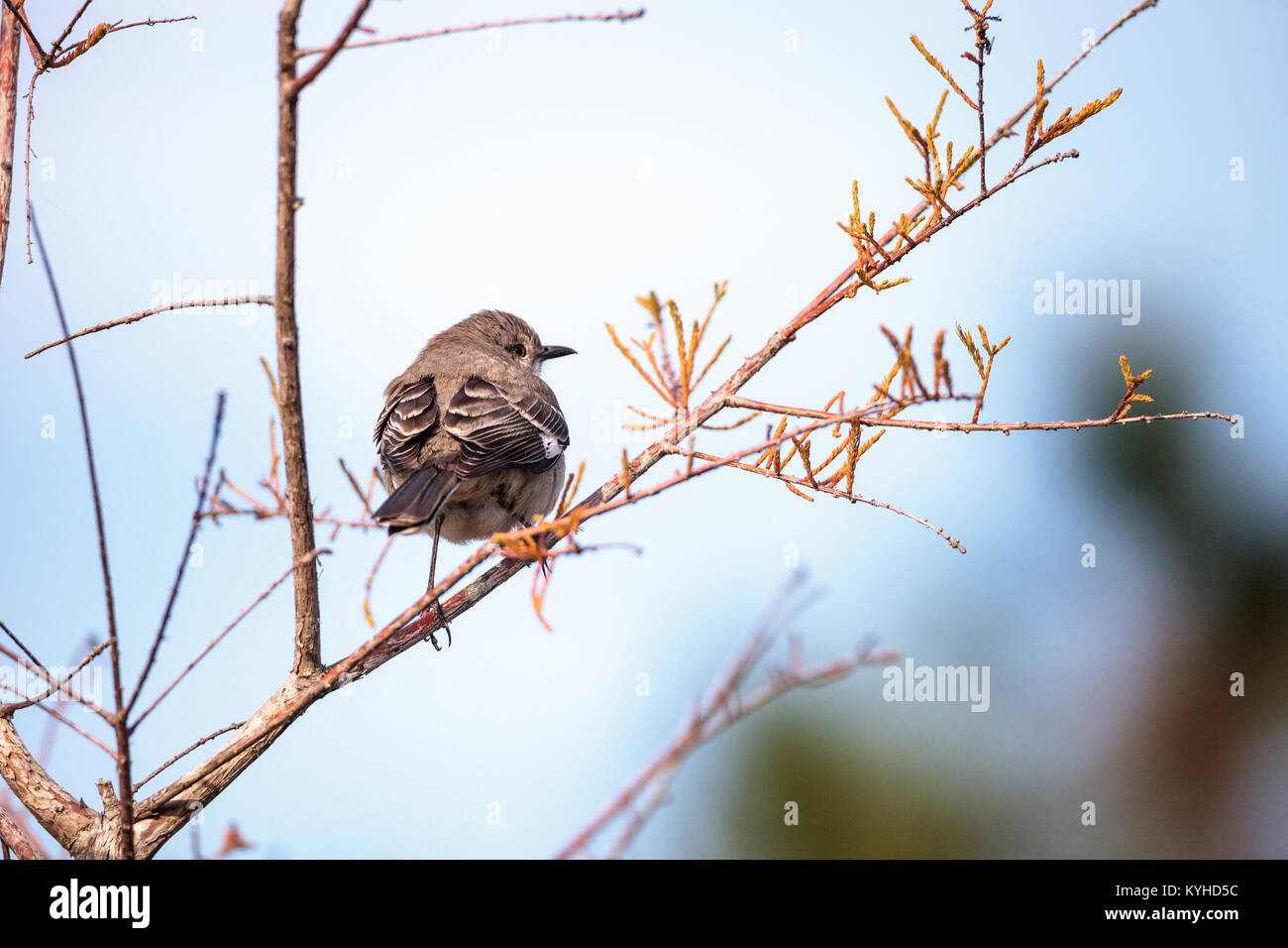 Weibliche pine warbler Vogel Dendroica pinus mit grauen und braunen Federn Sitzstangen auf einem Ast in Naples, Florida. Stockfoto